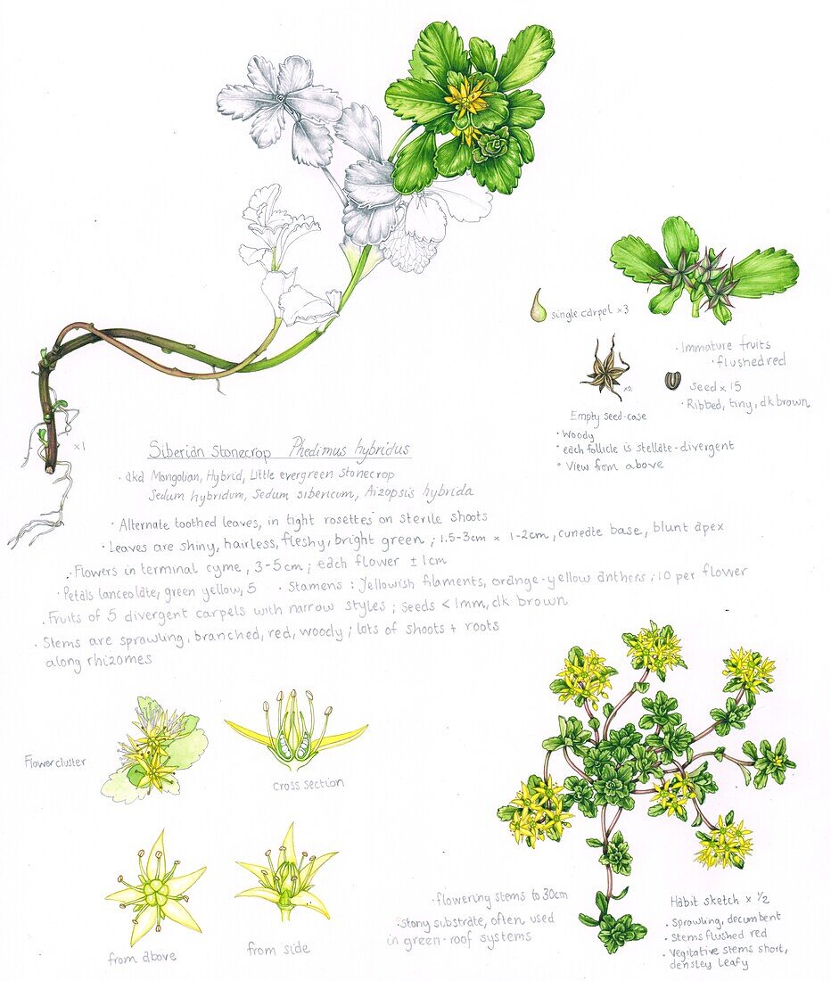 Siberian stonecrop (Sedum hybridum), illustration