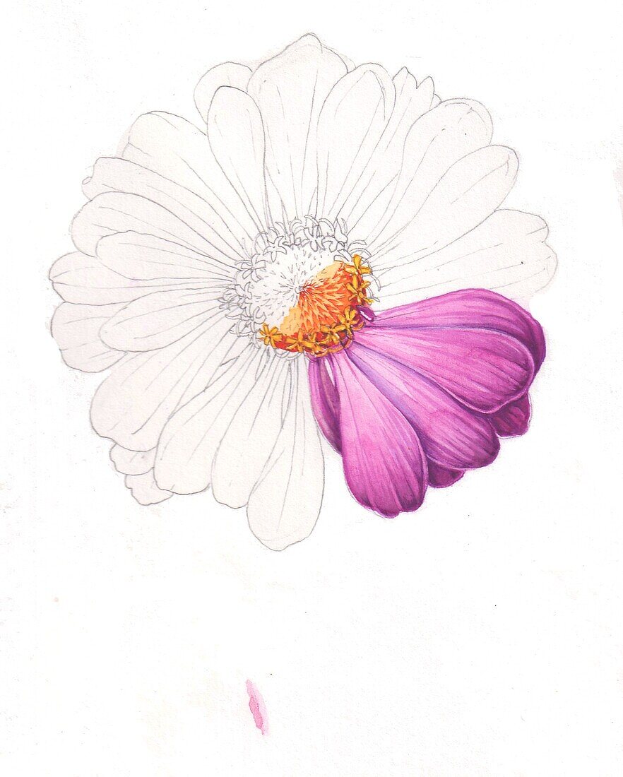 Zinnia sp. flower, illustration