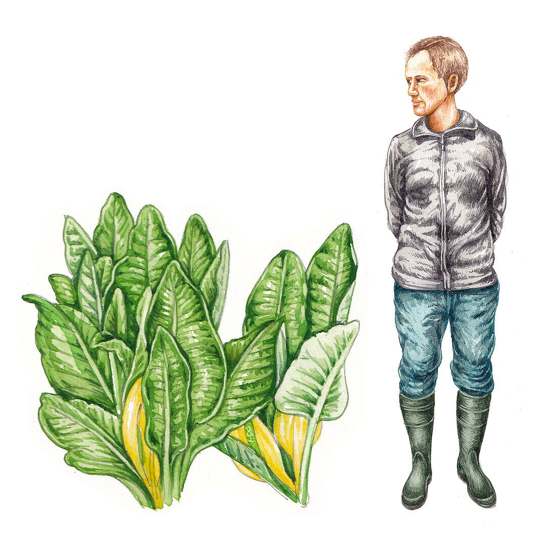 Skunk cabbage (Lysichiton americanus), illustration