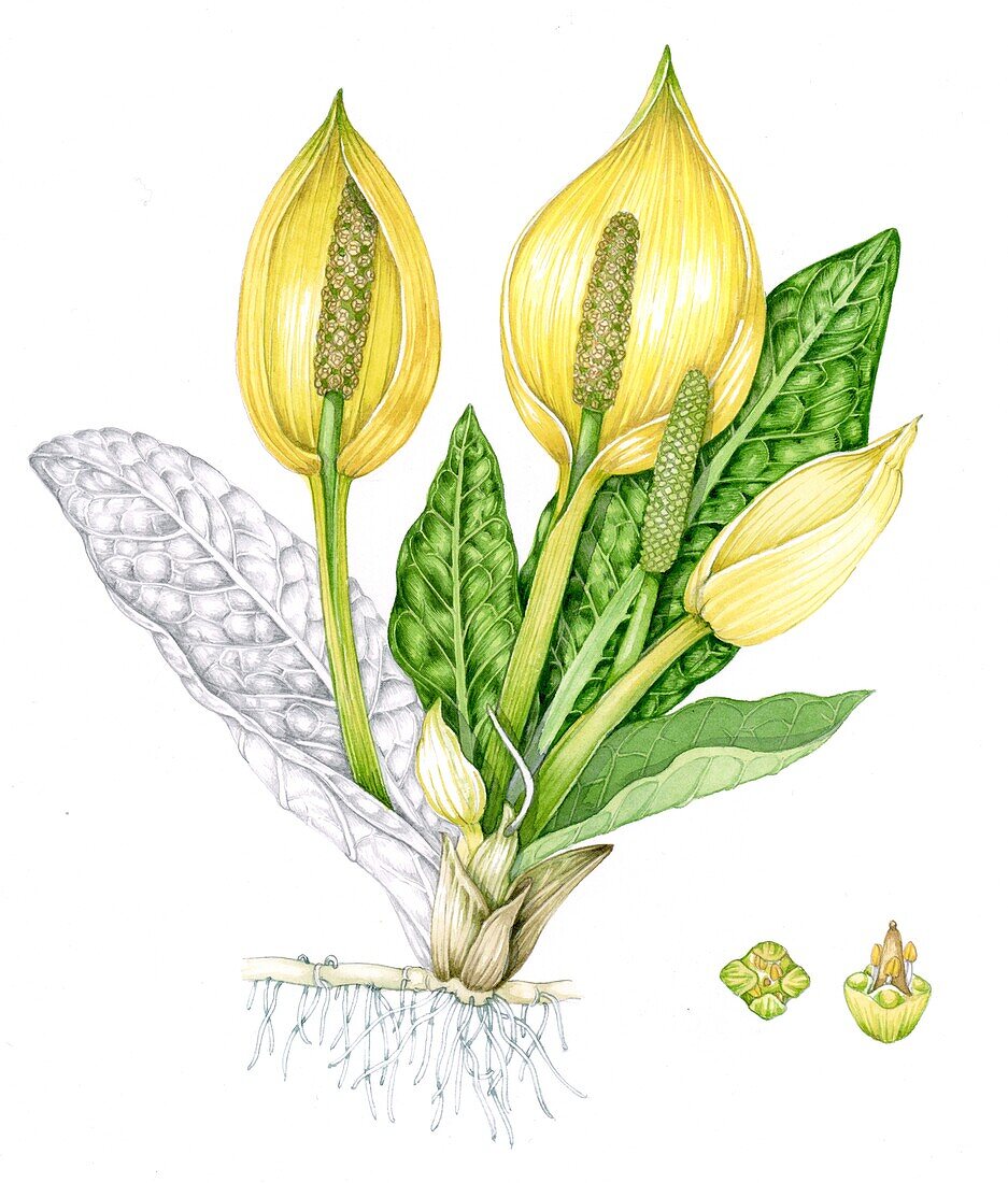 Skunk cabbage (Lysichiton americanus), illustration