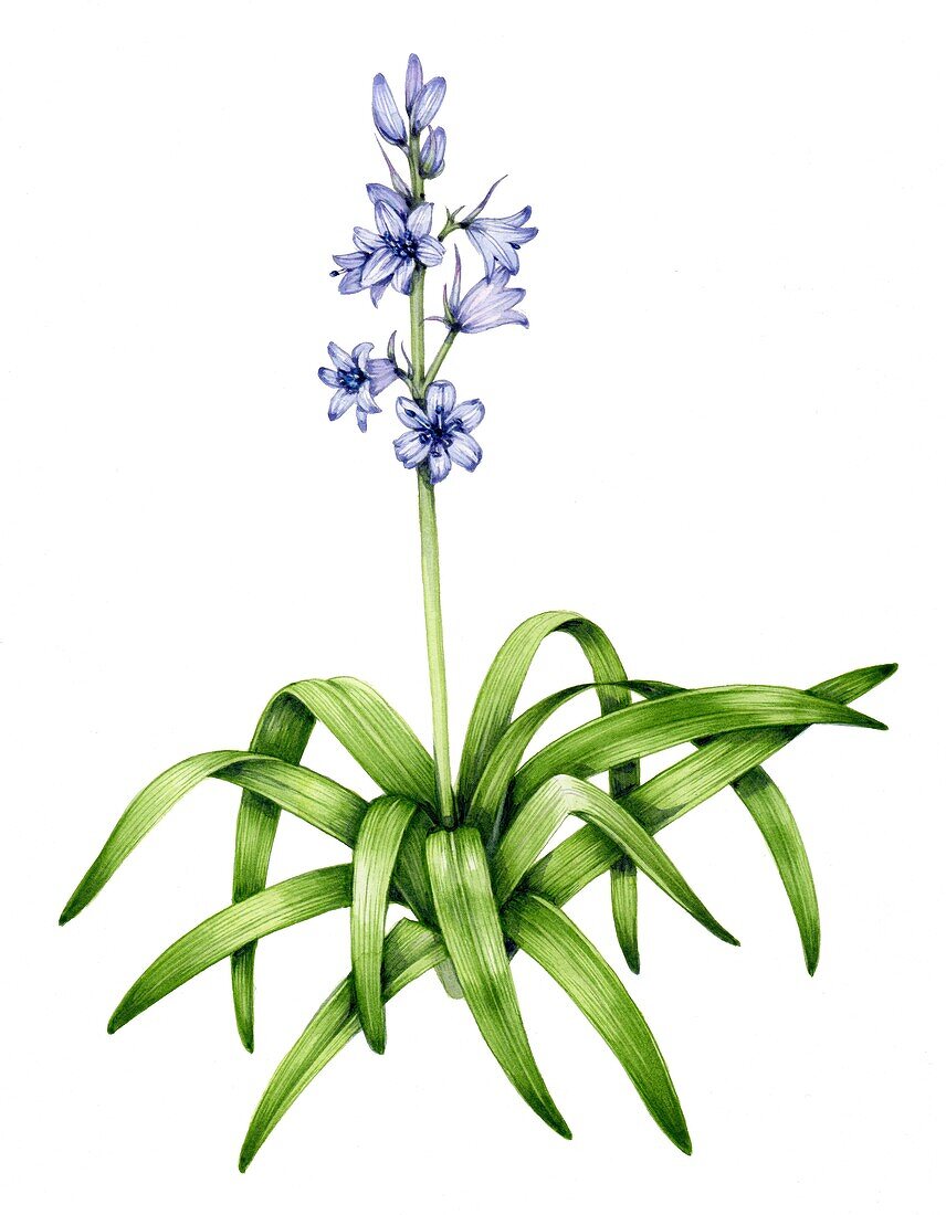 Spanish bluebell (Hyacinthoides hispanica), illustration