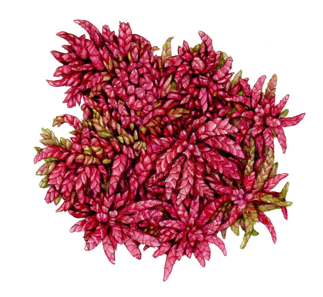 Megallanic bog moss (Spahgnum magellanicum), illustration