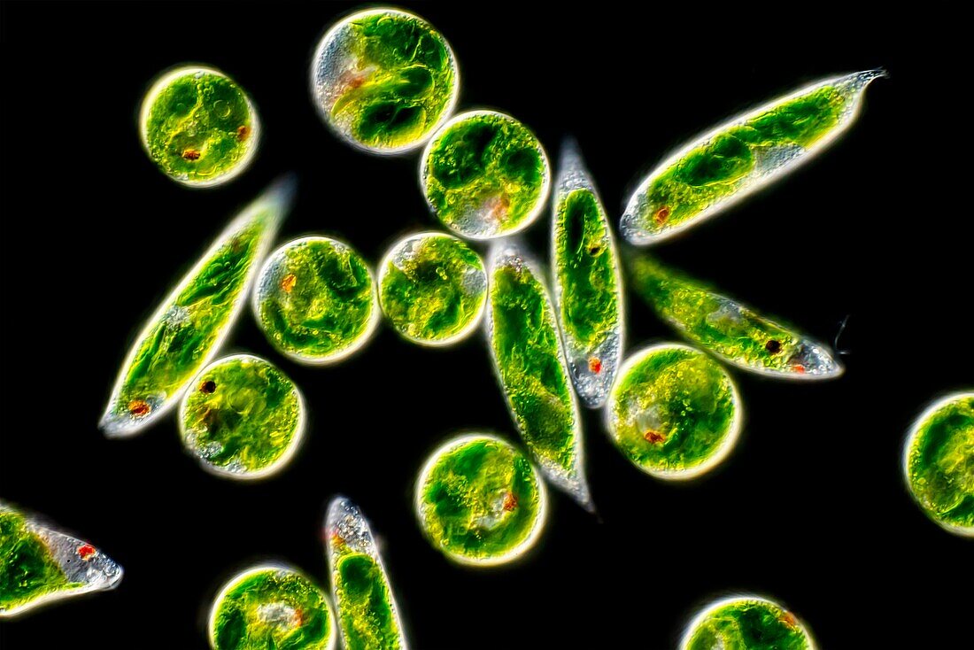 Euglena sp. protists, light micrograph