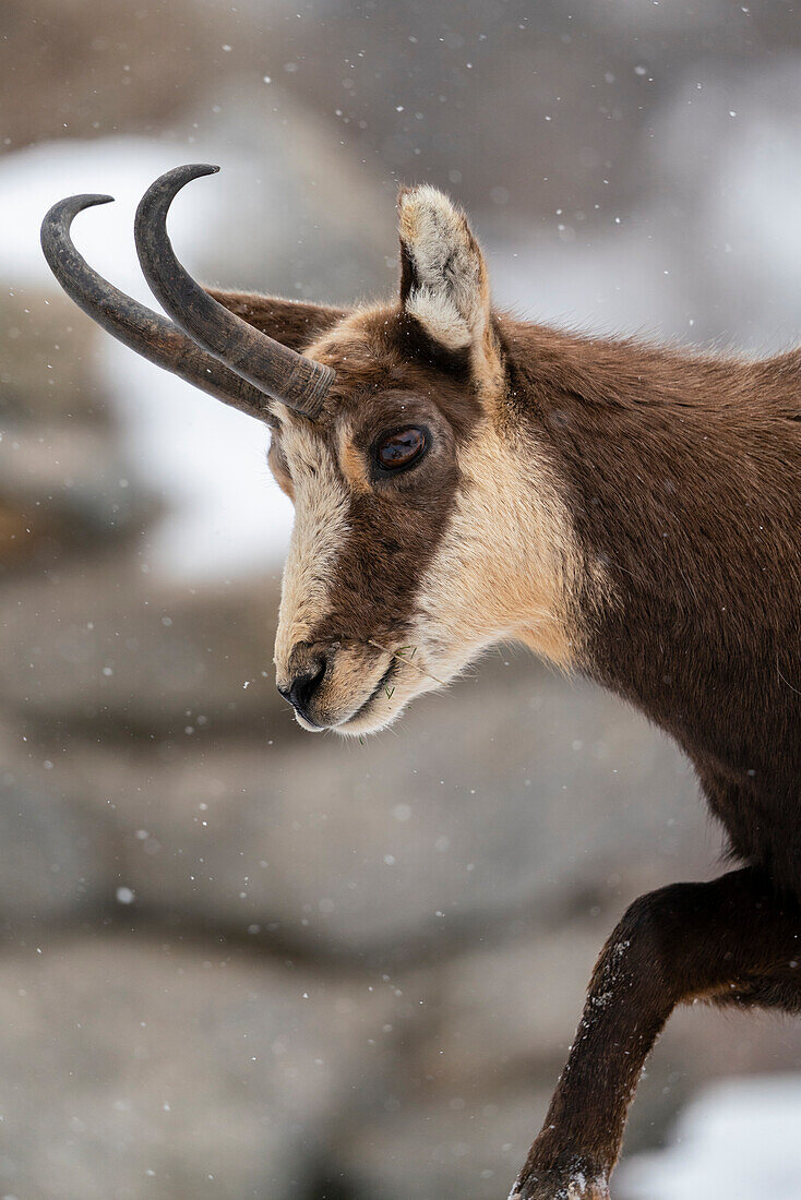 Alpine chamois