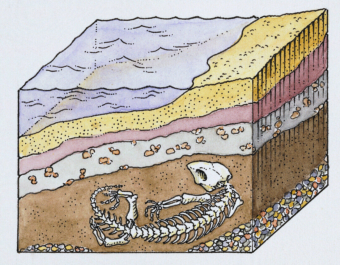 Fossilisation, illustration