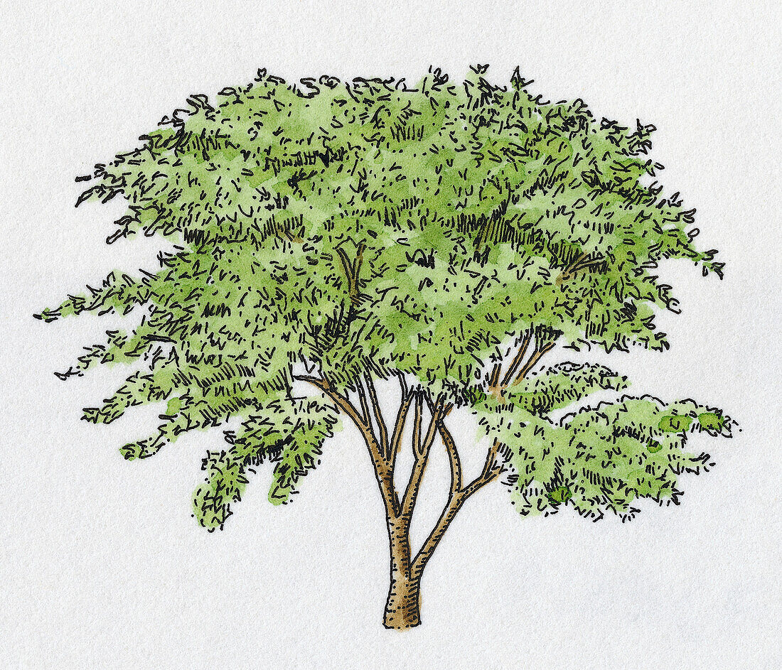 Ginseng tree, illustration