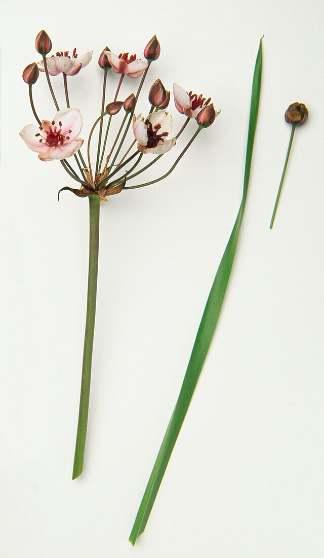 Flowering rush (Botomus umbellatua) stem