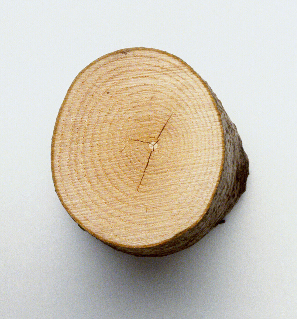 Cross-section of sycamore branch