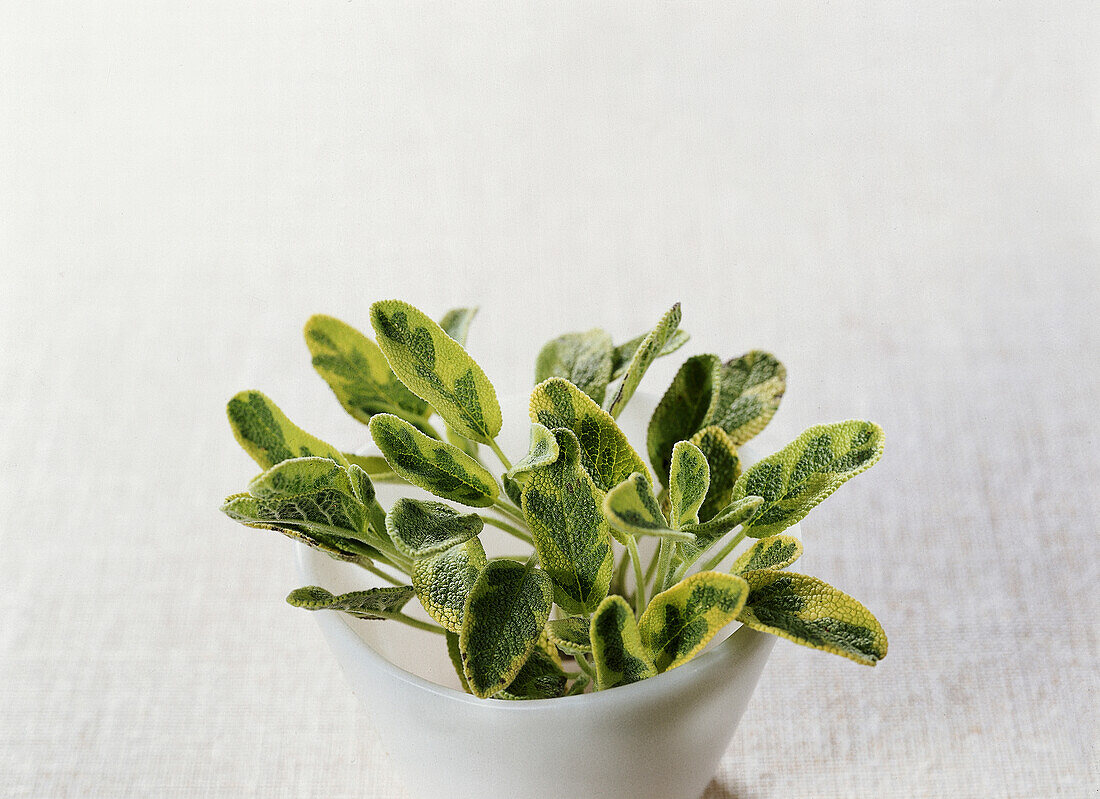 Sage (Salvia officinalis 'Icterina')