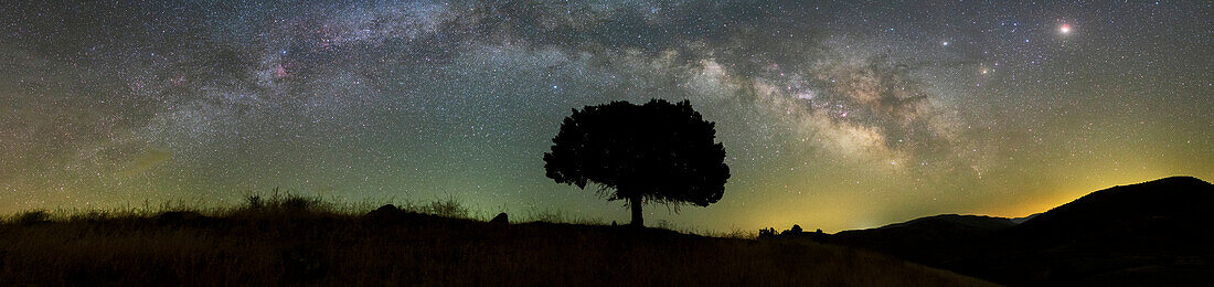 Milky Way arch over a tree