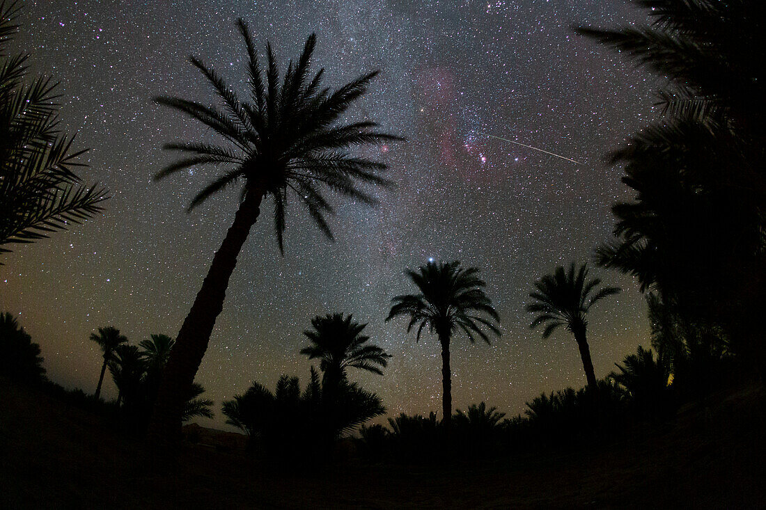 Shooting star over Palm Grove, Iran