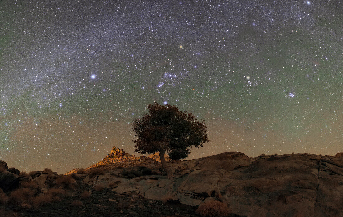 Winter constellations over a tree, Iran