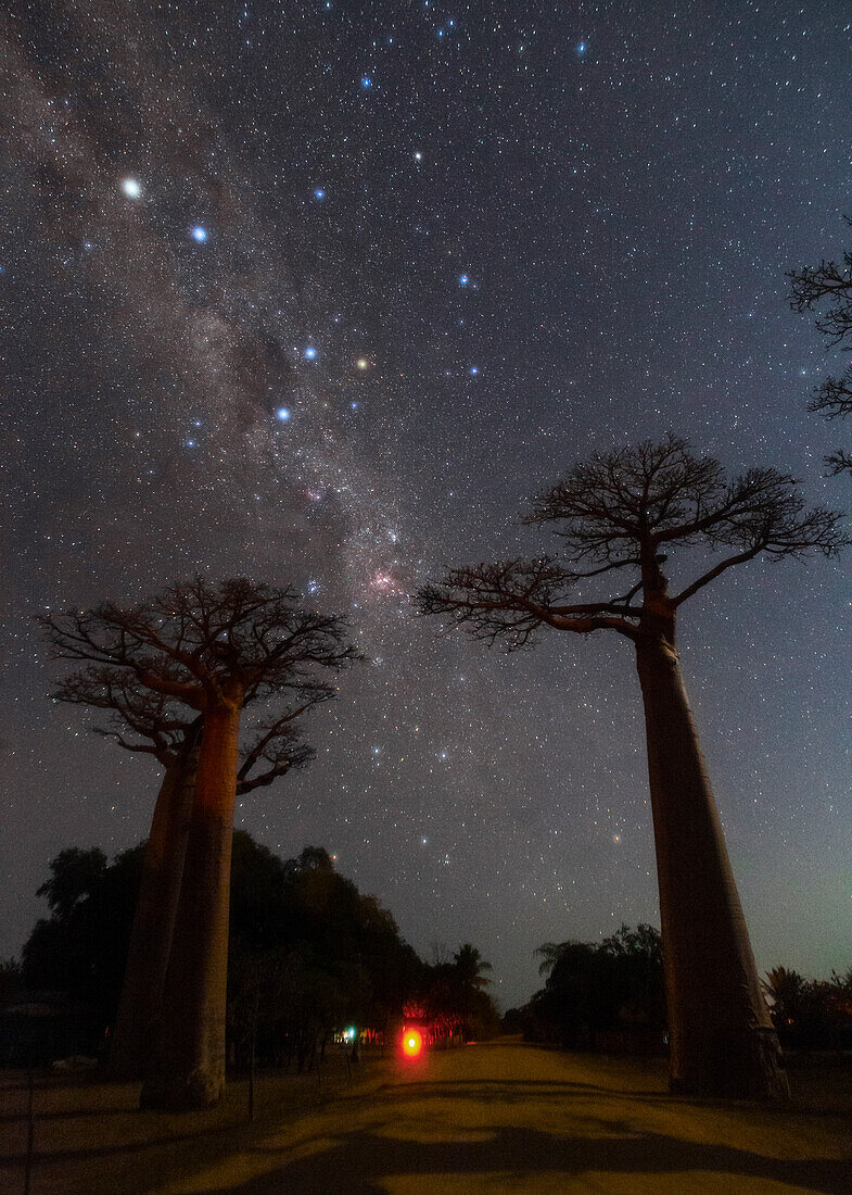Night sky over avenue of baobabs, Madagascar
