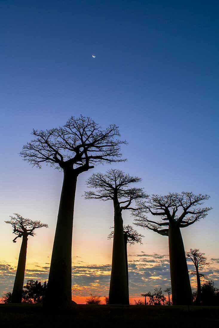 Crescent Moon over baobab trees, Madagascar