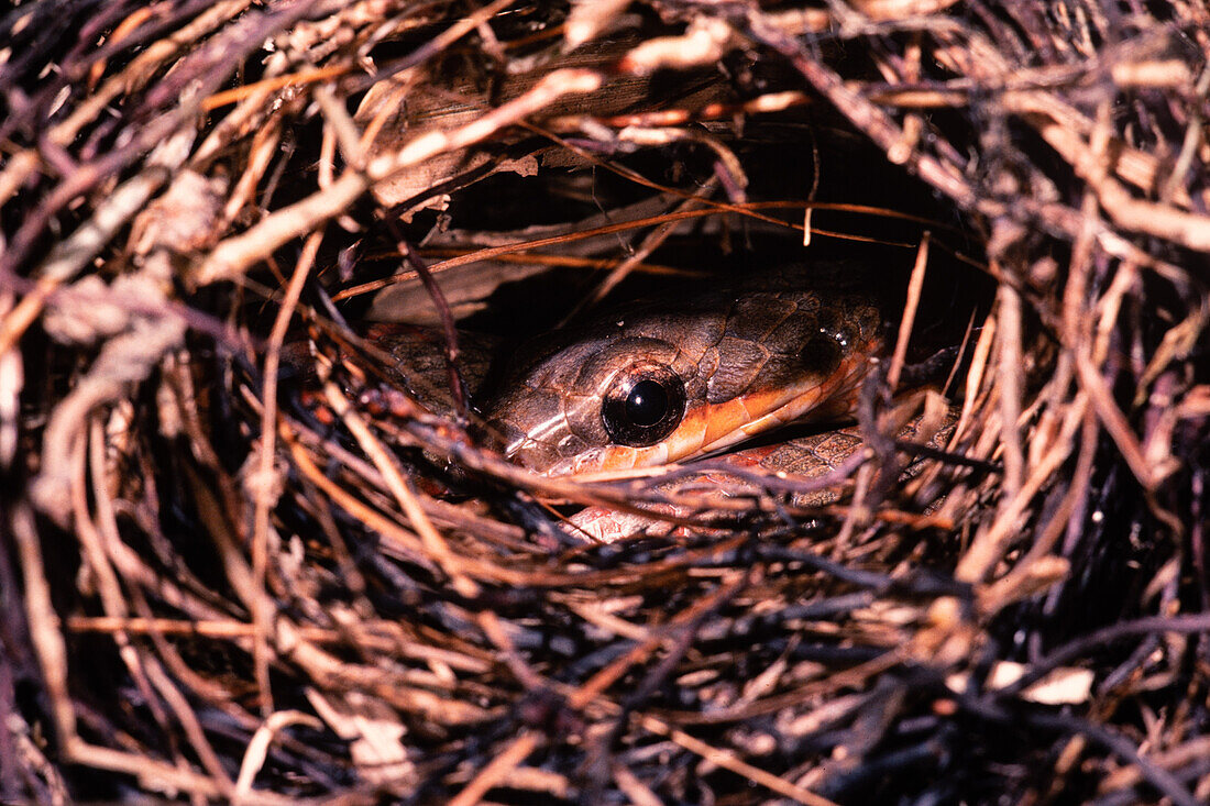 Bird snake raiding a bird nest