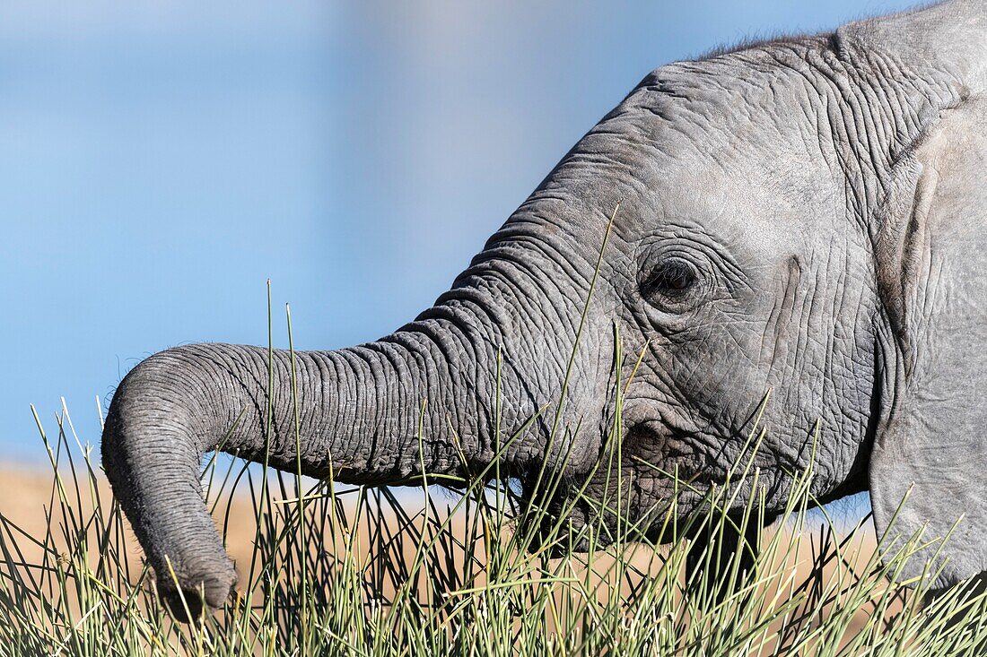 African elephant calf using its trunk