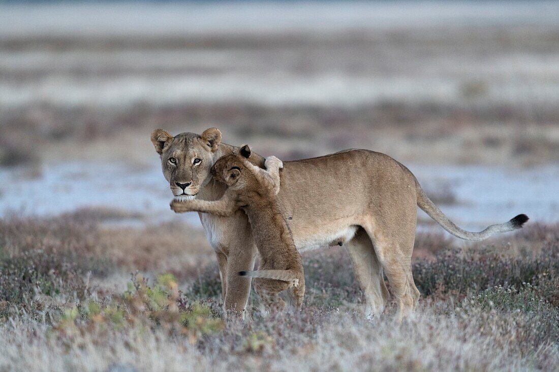African lioness with playful cub