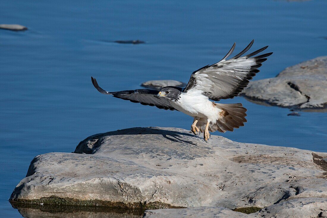 Augur buzzard taking off