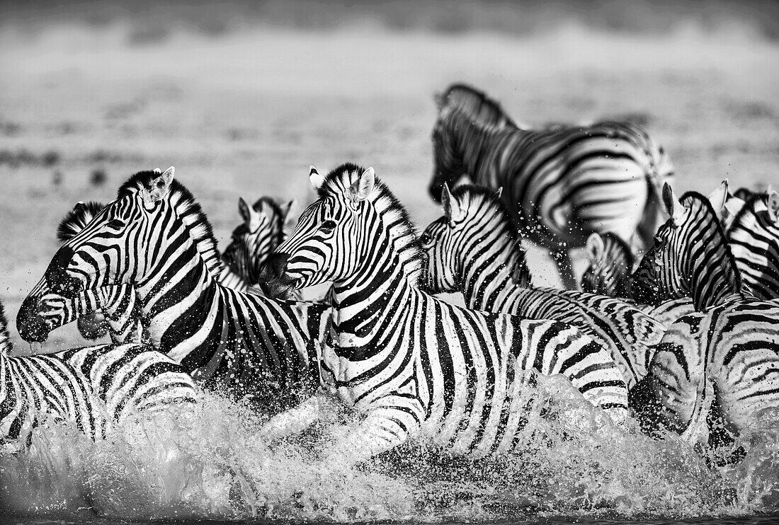 Startled Burchell's Zebras in water