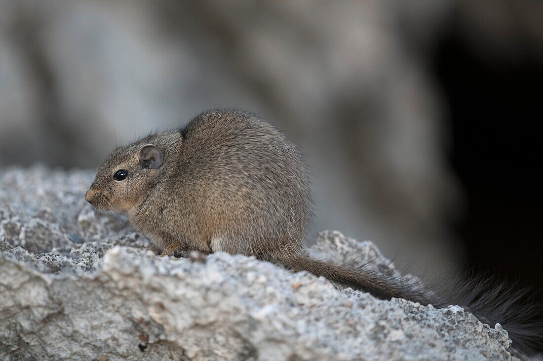 Dassie rat feeding on rocky outcrop