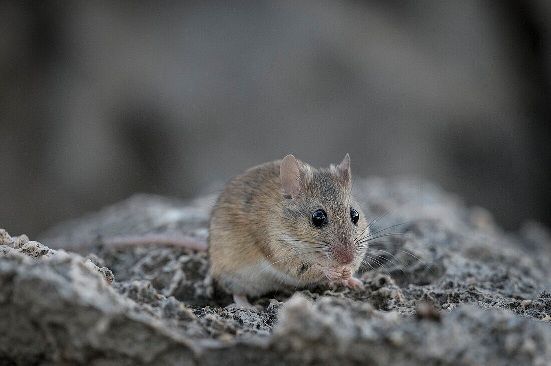 Namaqua rock mouse eating