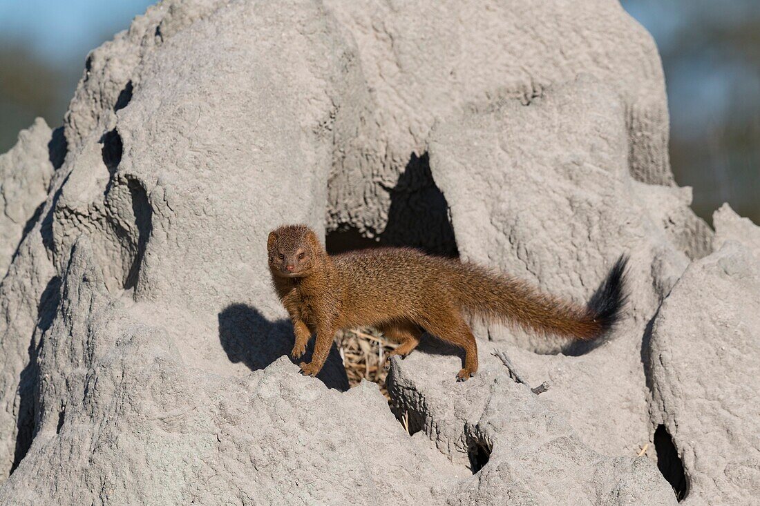 Slender mongoose on termite mound