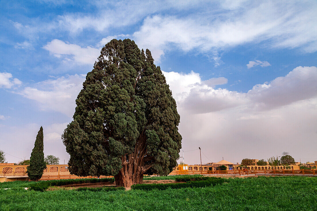 4000 year old cypress (Cupressus sempervirens) tree