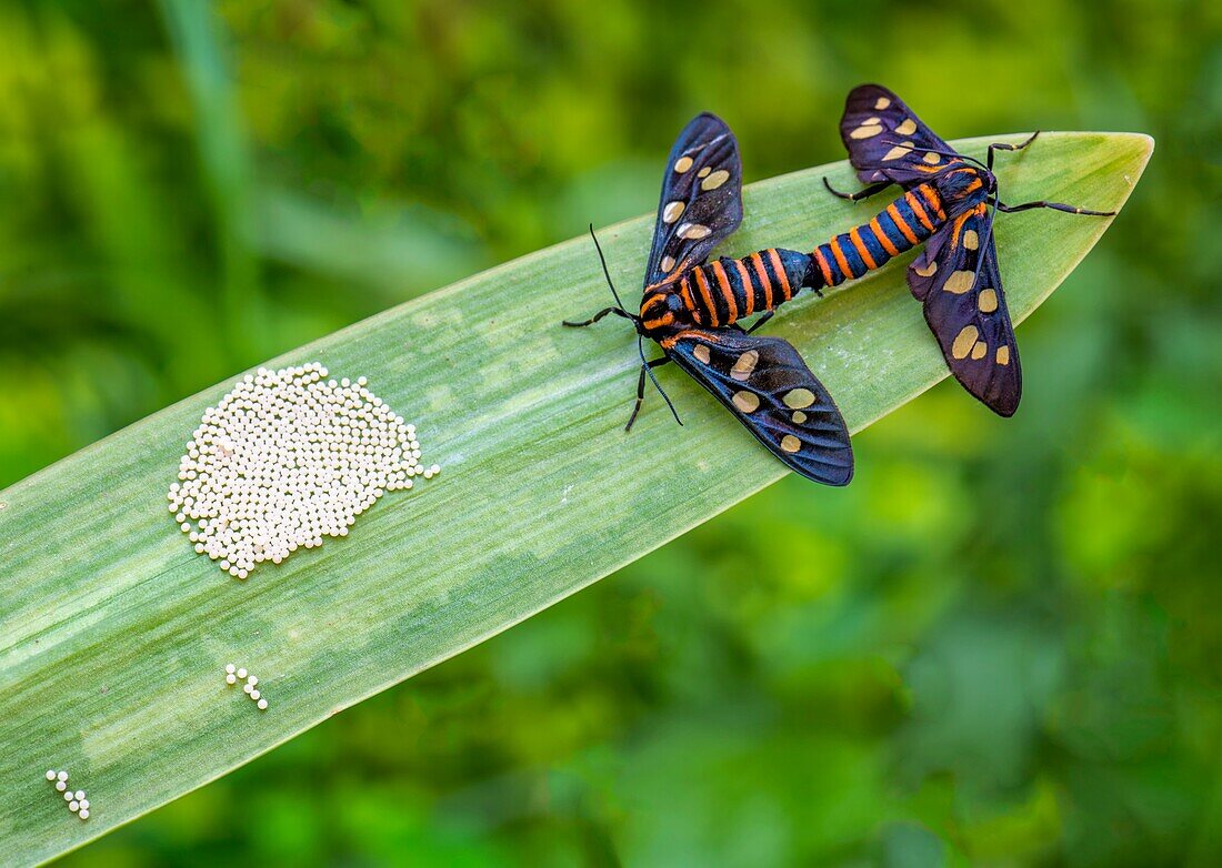 Moths mating near egg cluster