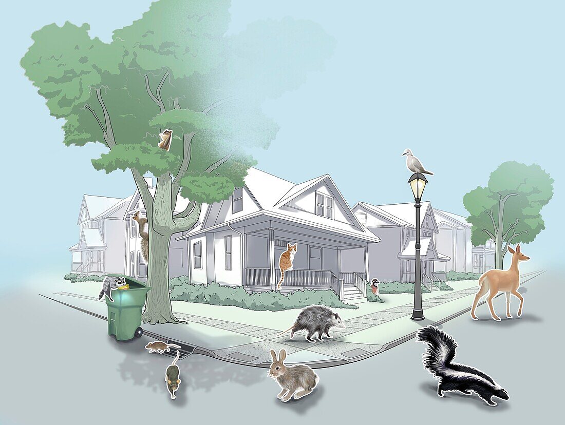 North American suburban wildlife, illustration