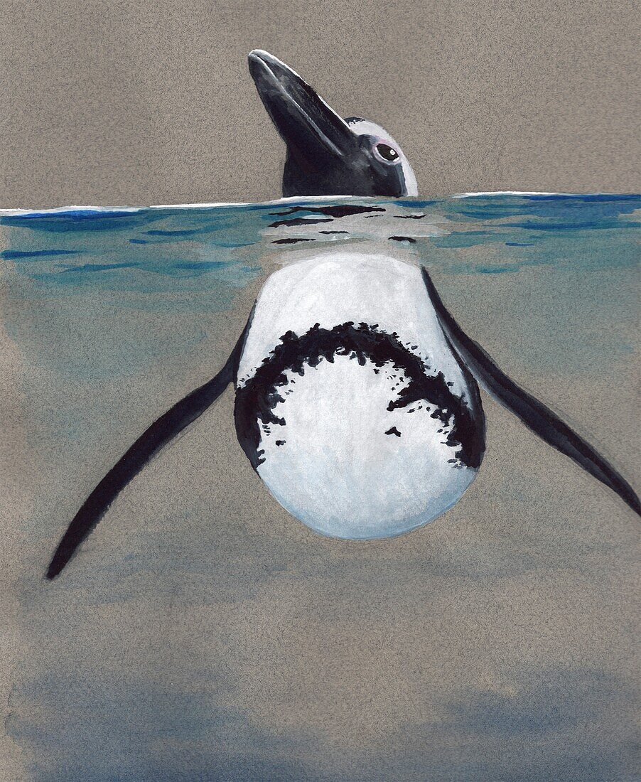 South African penguin, illustration