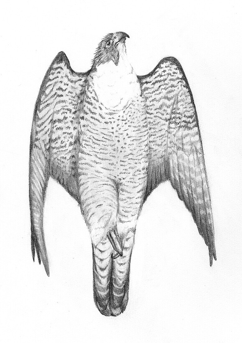 Peregrine falcon, illustration