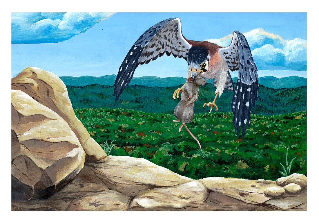 North American kestrel with prey, illustration