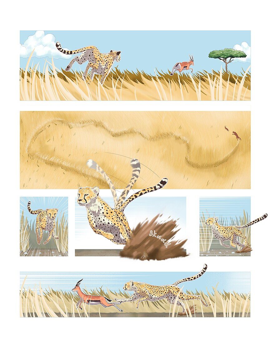 Cheetah pivoting with its tail, illustration