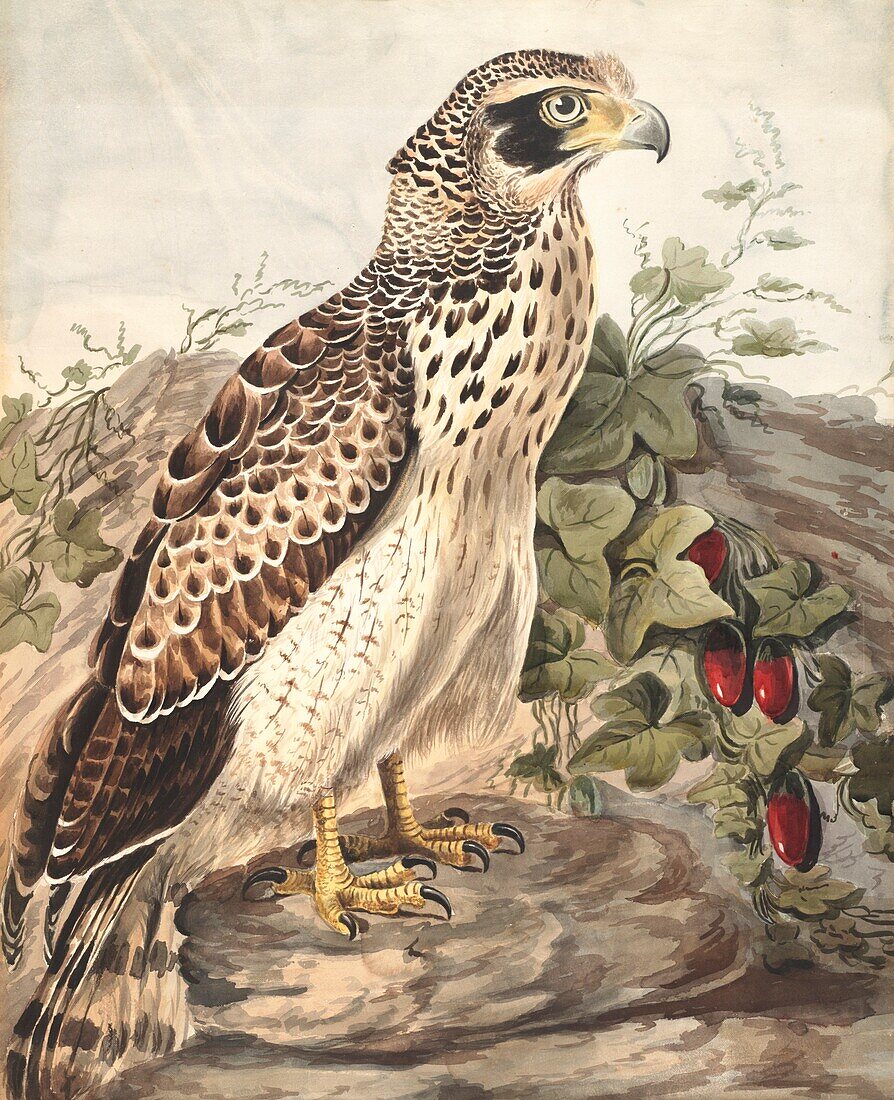 Crested serpent-eagle, 18th century illustration