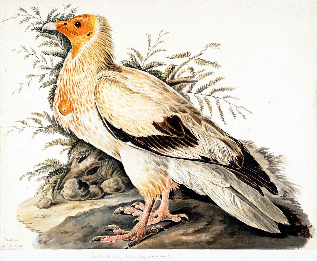 Egyptian vulture, 18th century illustration