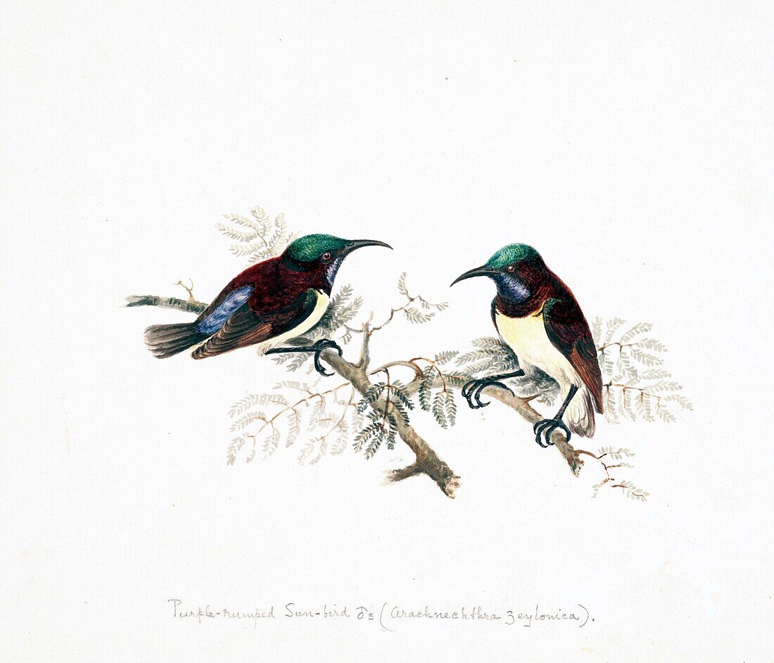 Purple-rumped sunbird, 18th century illustration