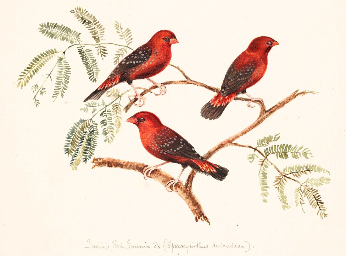 Red avadavat, 18th century illustration