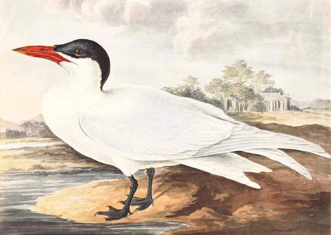 Whiskered tern, 18th century illustration
