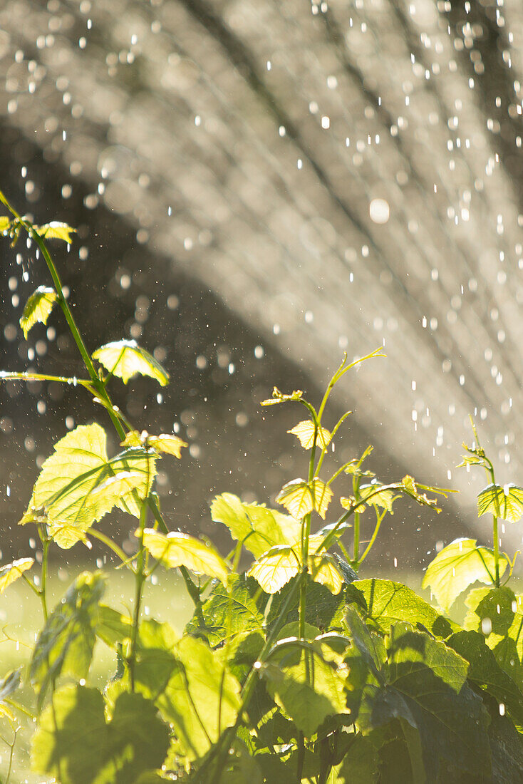 Sprinkler watering green plants in sunny garden