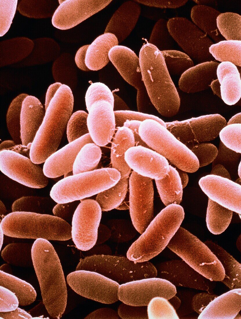 Listeria monocytogenes bacteria, SEM