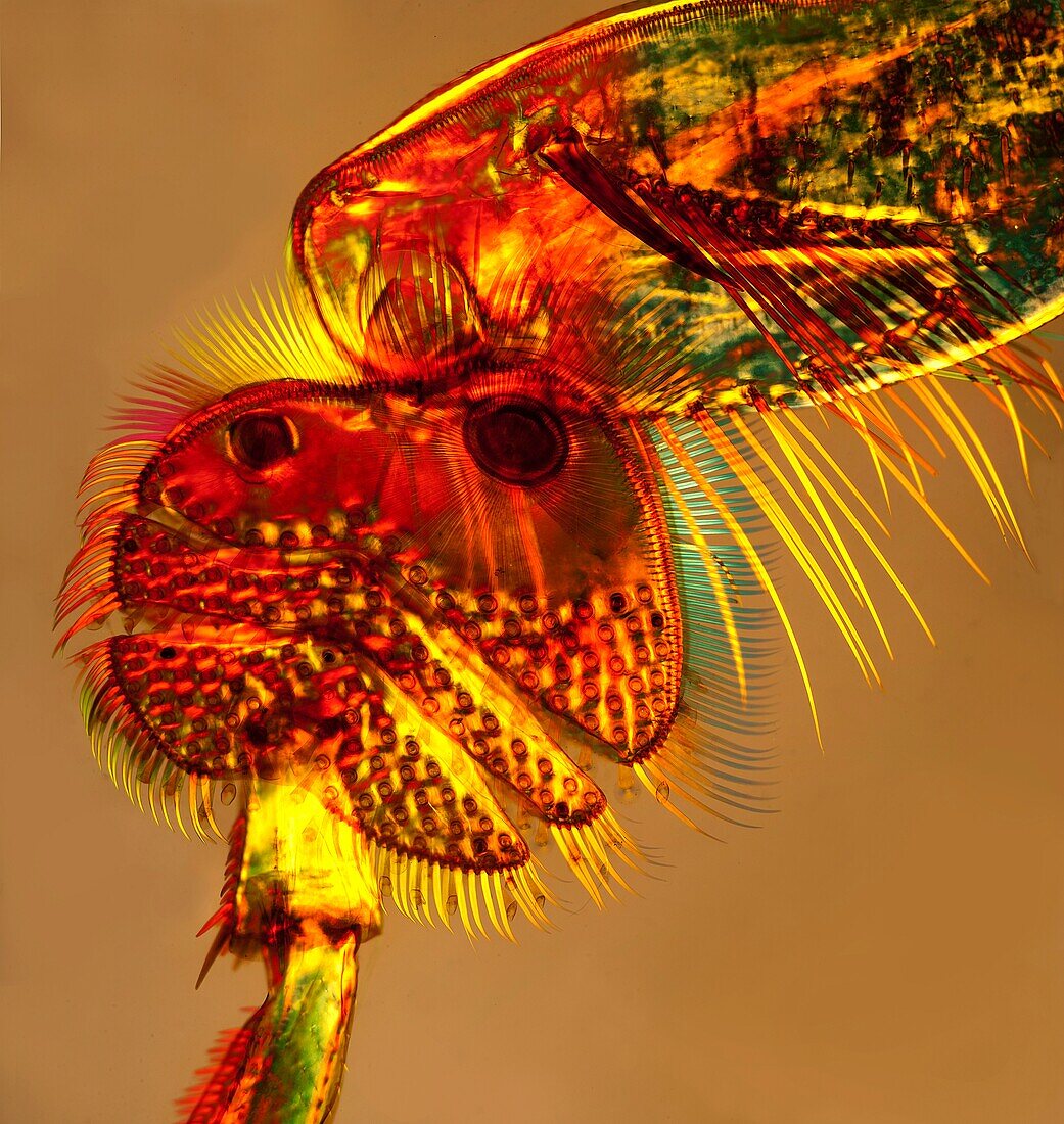 Great diving beetle leg suckers, light micrograph