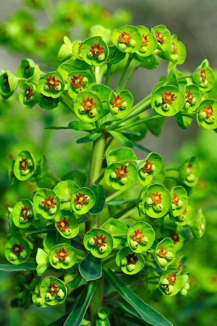 Euphorbia characias wulfenii