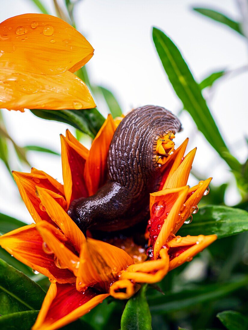 Black slug feeding on Gazania sp. flower bloom