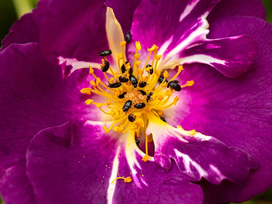 Pollen beetles on stamens of Rosa 'Passion for Purple'