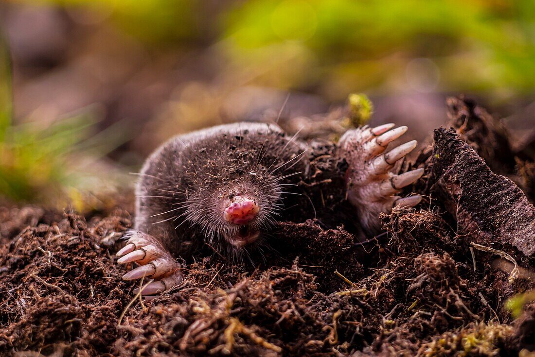 Mole emerging from its burrow