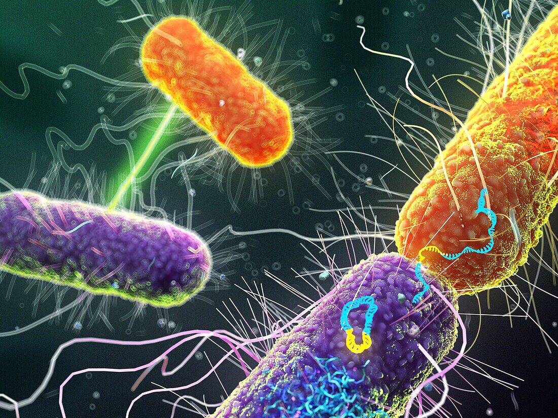 Bacterial conjugation, illustration