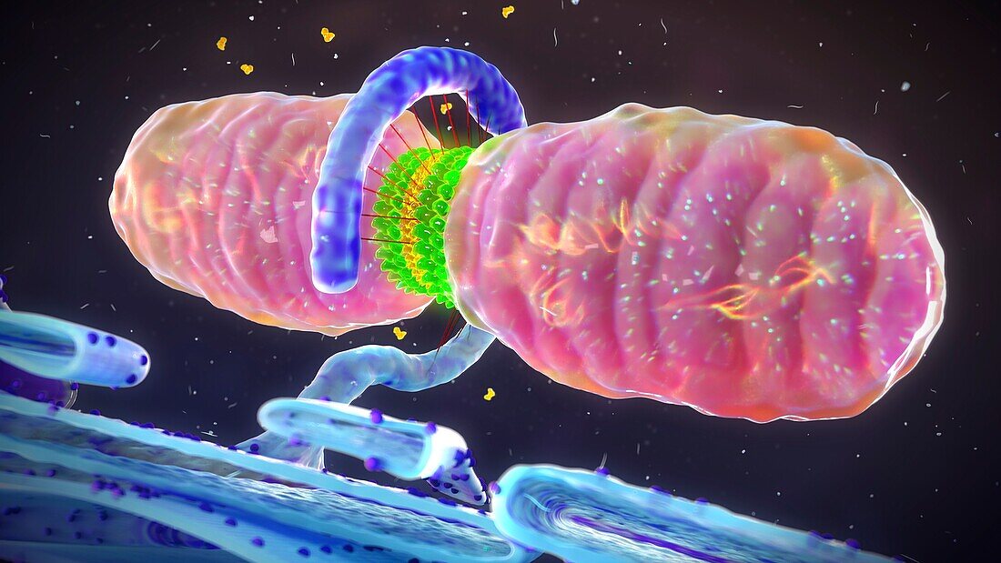 Mitochondrial fission, illustration