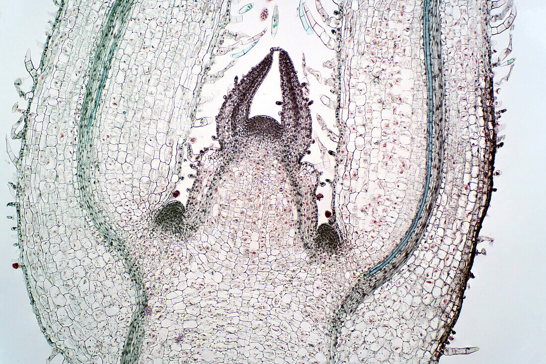 Meristem, light micrograph