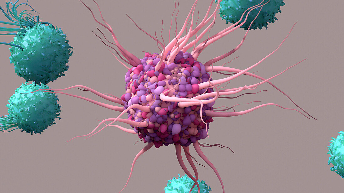 Dendritic cell activating T-cells, illustration