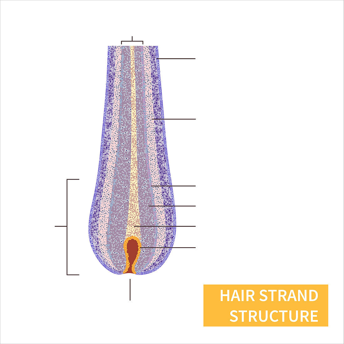 Hair strand structure, illustration